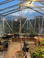 Pawpaw boom - Asimina triloba - velen te koop, Lente, Overige soorten, Volle zon, In pot