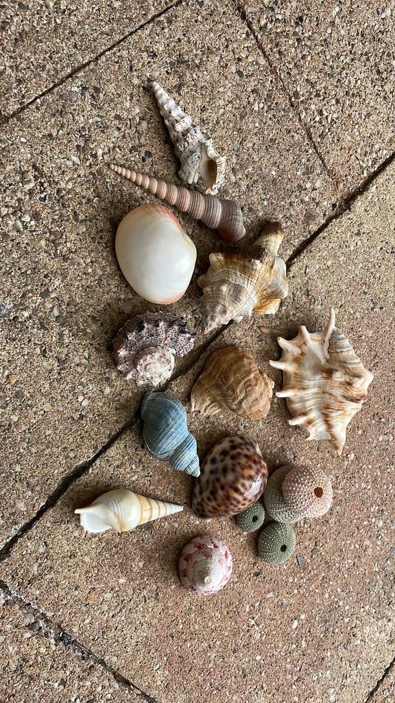 Diverse schelpen en slakkenhuizen, Ophalen of Verzenden, Schelp(en)