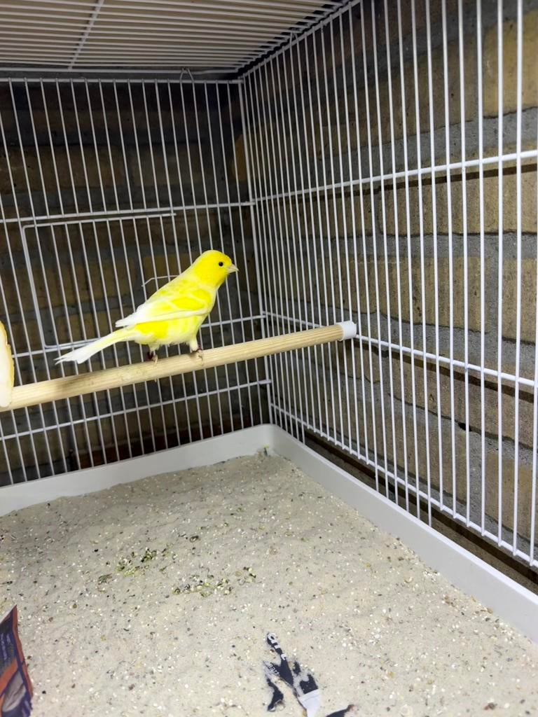 Raszuivere waterslager man 2024, Mannelijk