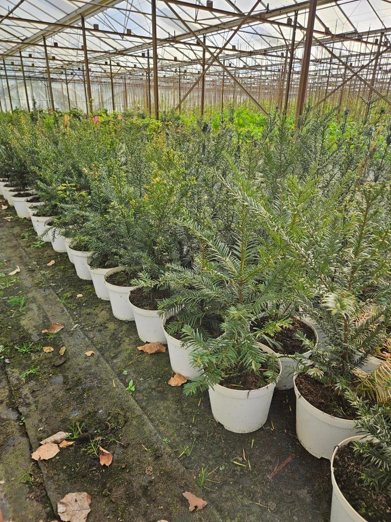 Taxus baccata te koop!, Ophalen, Taxus, Haag, Minder dan 100 cm