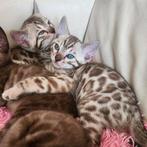 Nog 2  Snow Mink Bengaal Katers beschikbaar met Stamboom, Dieren en Toebehoren, Meerdere dieren, 0 tot 2 jaar