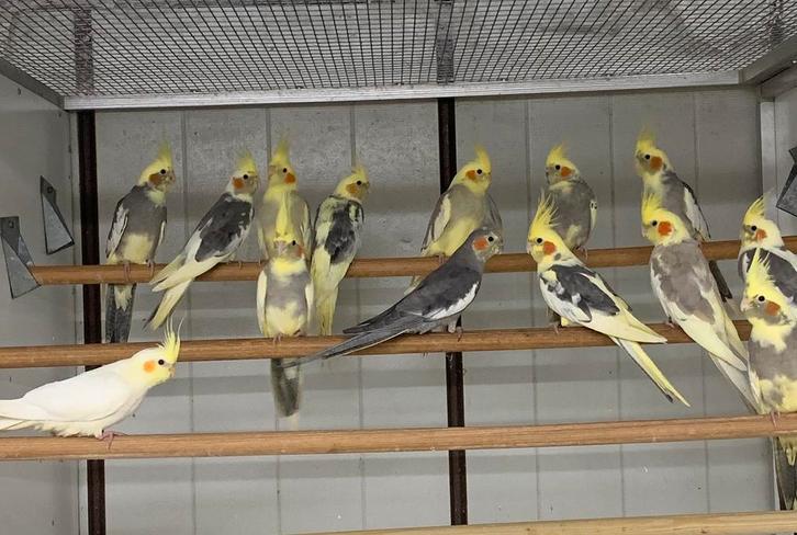 Gevraagd  grasparkieten,, valkparkieten en meer, Dieren en Toebehoren, Vogels | Parkieten en Papegaaien, Parkiet, Meerdere dieren