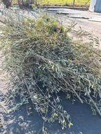 Snoeiafval olijfbomen, olijftakken, leuk voor bloemstukken, Ophalen, Overige soorten, Volle zon