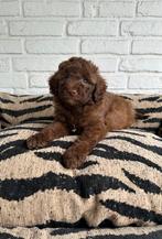 Poedel pups toy x dwerg choco en zwart, Dieren en Toebehoren, Poedel, Parvo, Nederland, 8 tot 15 weken
