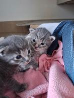 Kittens, Dieren en Toebehoren, Meerdere dieren