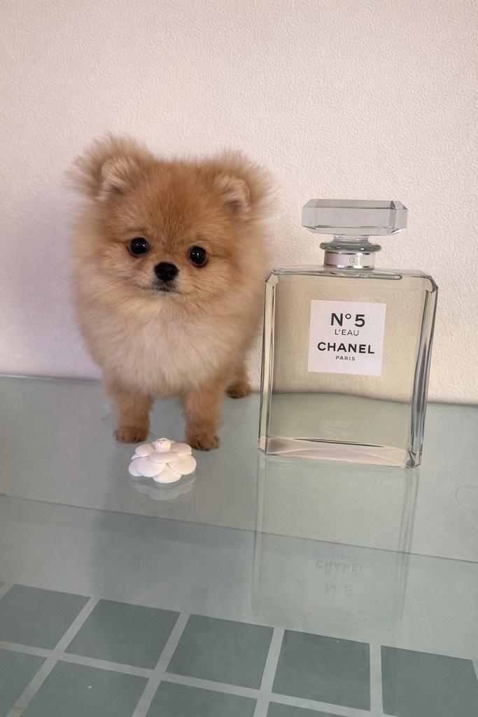 Ultra klein ini mini pomeranian teacup bearface pomeriaan, Nederland, Overige rassen, 8 tot 15 weken, Teef