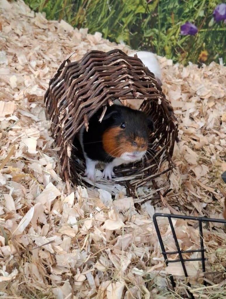 Hele leuke cavia beertjes, Dieren en Toebehoren, Knaagdieren, Januari, Mannelijk, Cavia