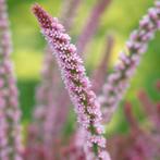 Statice Pink Pokers - Stekjes voor moestuin/pluktuin, Volle zon, Eenjarig, Zomer, Ophalen