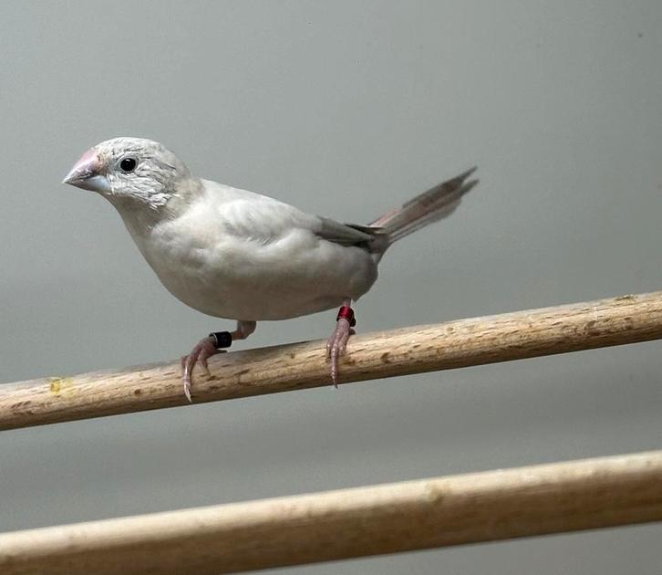 Loodbekje, Dieren en Toebehoren, Vogels | Overige Vogels, Mannelijk