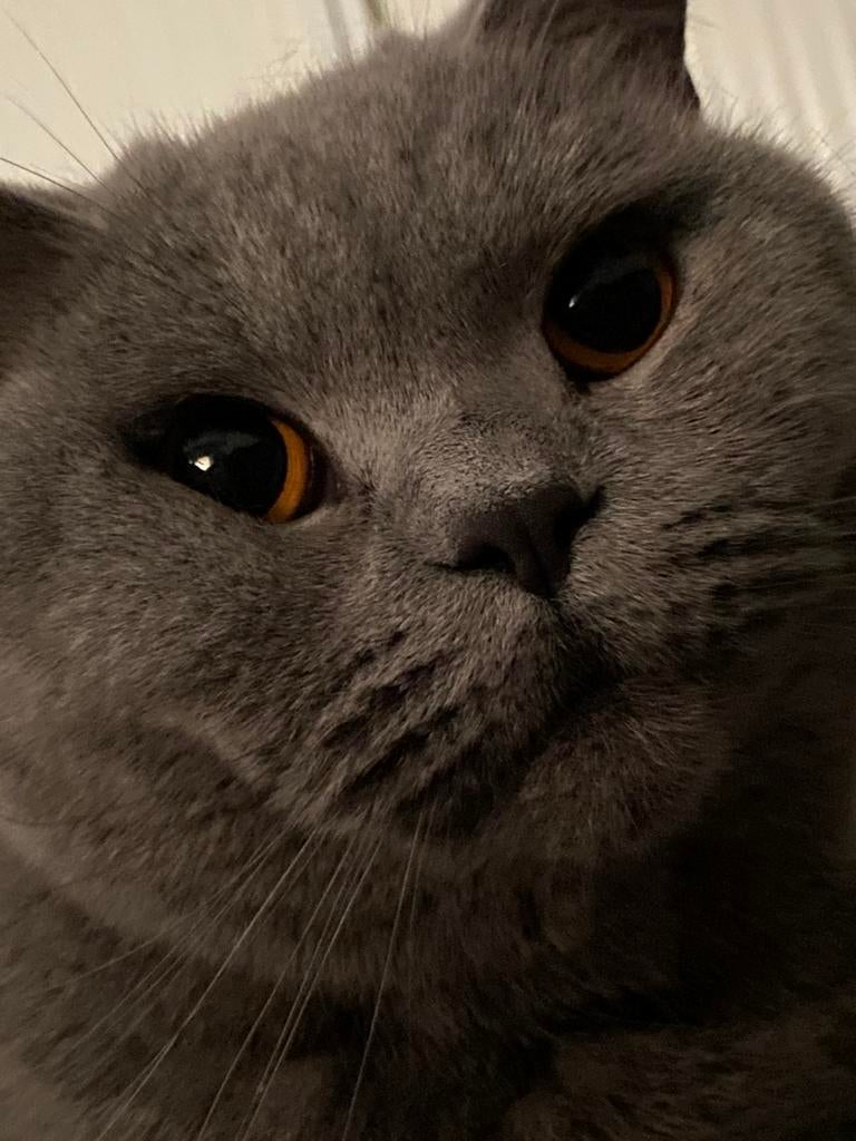 Brits korthaar poes met stamboom, Dieren en Toebehoren, Katten en Kittens | Raskatten | Korthaar, Poes, Met stamboom