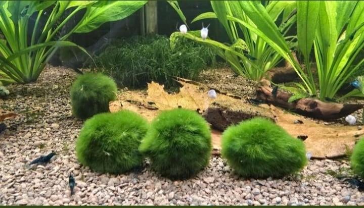 Marimo mosballen, Dieren en Toebehoren, Ophalen of Verzenden, Nieuw, Plant(en), Steen of Hout