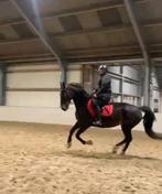 2 super leuke merries!, Dieren en Toebehoren, Paarden, Merrie, Met stamboom, Zadelmak, 170 tot 175 cm