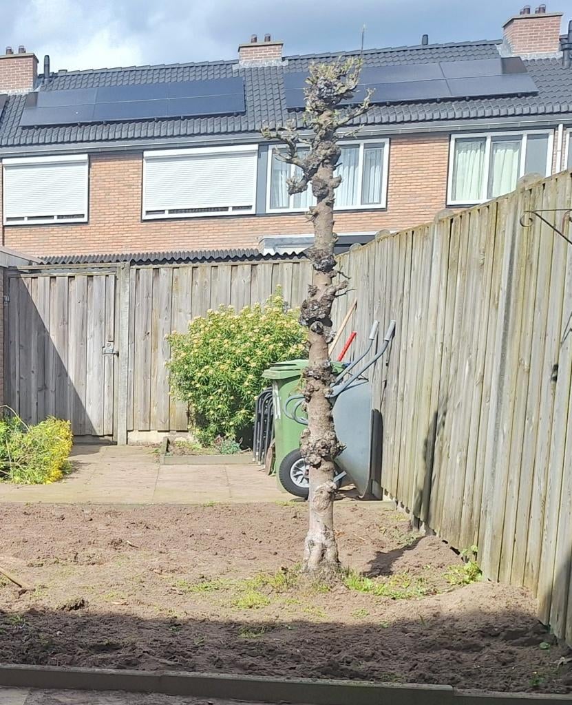 Appelboom gratis, Ophalen, 100 tot 250 cm, Appelboom, Lente