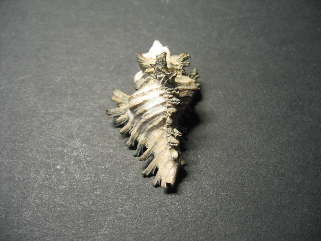 Schelpen: Murex brunneus  Link, 1807., Verzamelen, Ophalen of Verzenden, Schelp(en)