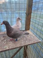 Jonge postduiven koppeltje, Meerdere dieren, Postduif