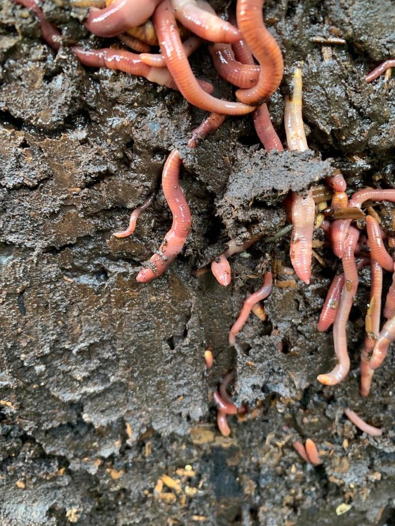Compost- tijgerwormen om wormenbak op te starten, Ophalen, Compost