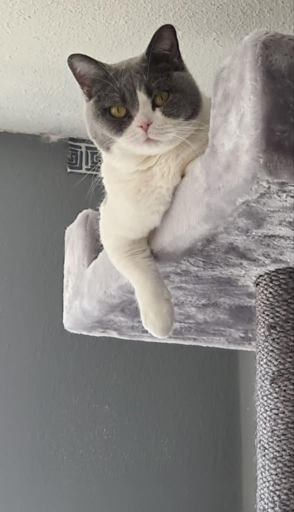 Britse korthaar  poes, Poes