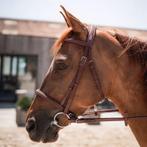 CWD Singels, Teugels, Hoofdstel, Borsttuig, Martingaal, Ophalen of Verzenden, Nieuw, Springen
