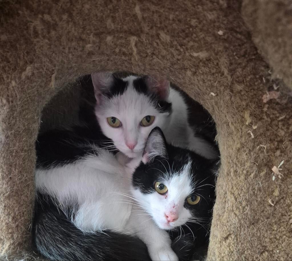 nieuw huisje gezocht, Dieren en Toebehoren, Katten en Kittens | Overige Katten, Poes