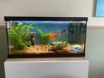 Aquarium 54 liter compleet - pomp, filter, verwarming, grind, Ophalen, Leeg aquarium