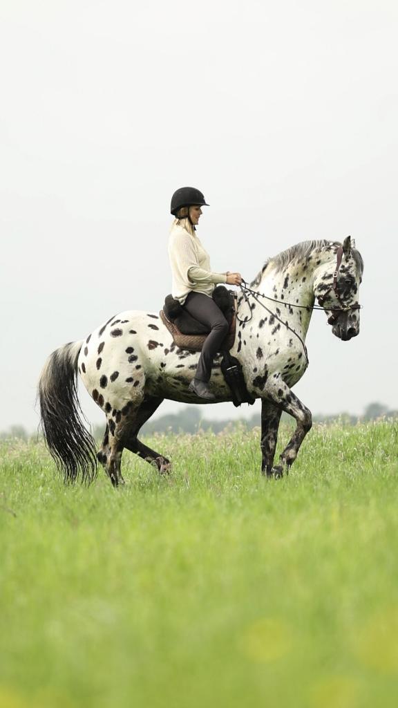 Nevada ,de basis voor jouw sprookjespaard & gouden karakter, Hengst