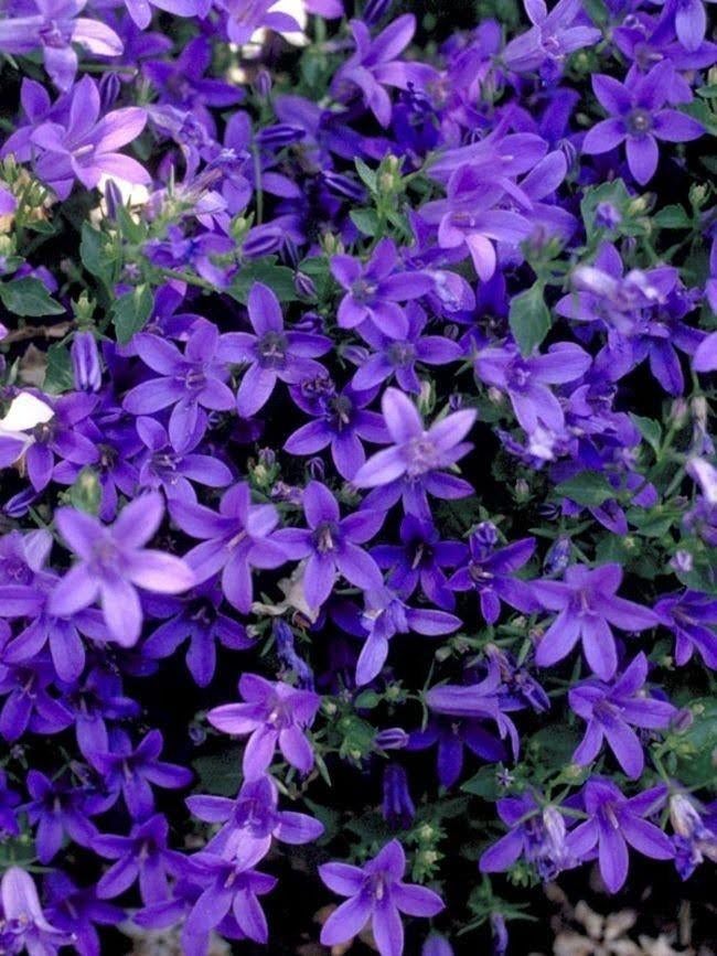 Planten Campanula poscharskyana, biologisch gekweekt, Tuin en Terras, Planten | Tuinplanten, Ophalen, Overige soorten, Halfschaduw