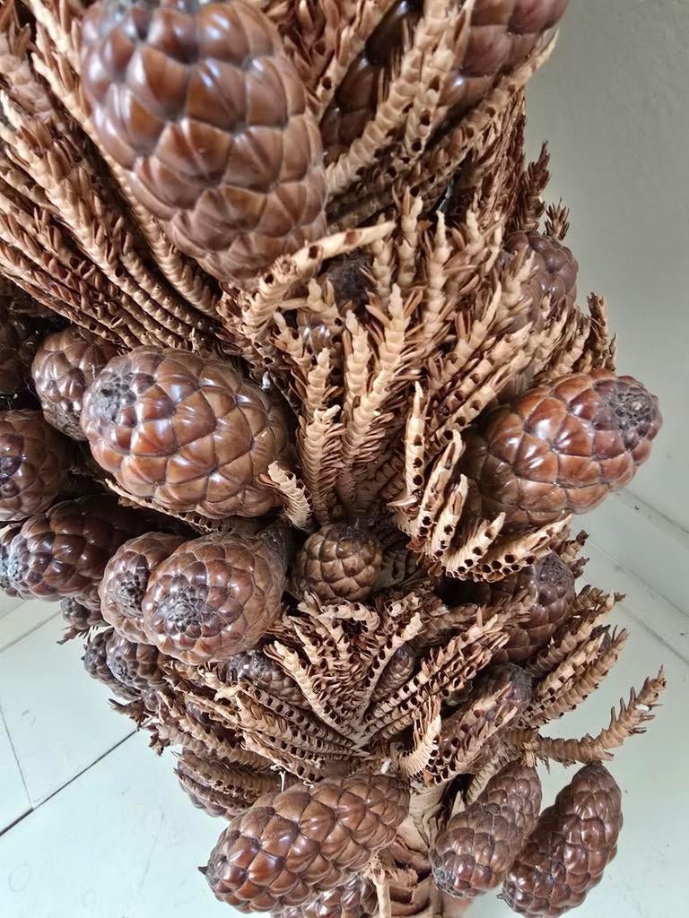 Grote, schitterende echte Thika noot tak - decoratie, Ophalen, Gebruikt