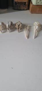 Konijnen- en aalschover schedels, Ophalen of Verzenden