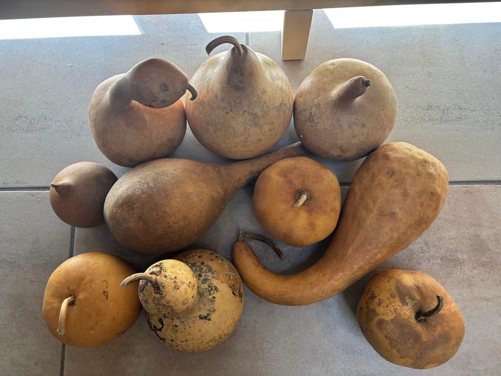 10 Decoratieve Kalebas Collectie - Natuurlijke Woondecoratie, Gebruikt, Ophalen of Verzenden, Landelijk, Natuurlijk materiaal