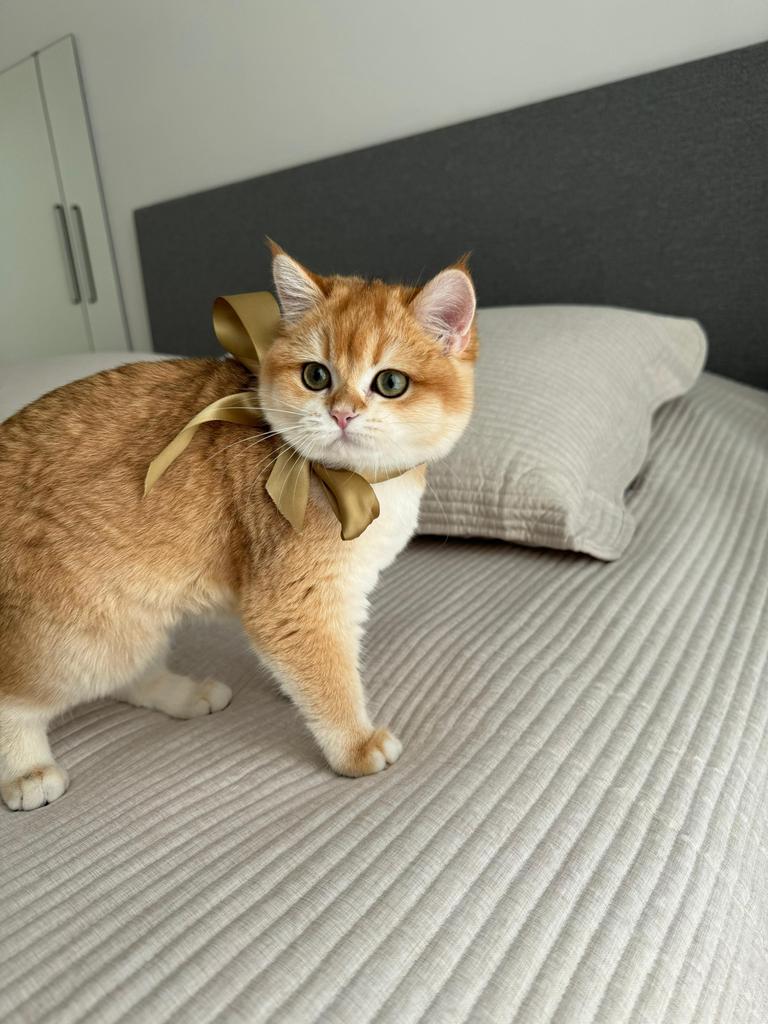 Britse korthaar NY12 Golden, Dieren en Toebehoren, Poes, Met stamboom