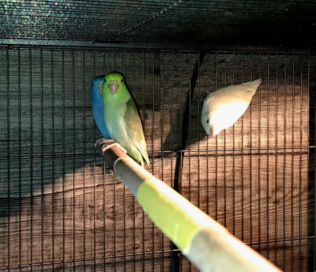 Dwergpapagaaien, Dieren en Toebehoren, Meerdere dieren, Parkiet