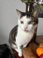 Kater Dano, Ophalen, Overig speelgoed