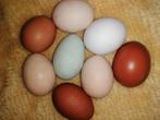 Broedeieren kleurmix 10+2 gratis, Dieren en Toebehoren, Pluimvee, Meerdere dieren, Kip