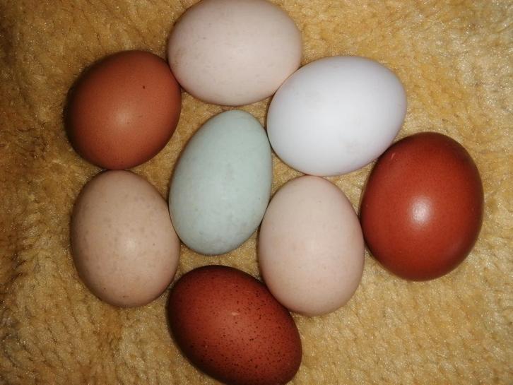 Broedeieren kleurmix 10+2 gratis, Dieren en Toebehoren, Pluimvee, Kip, Meerdere dieren