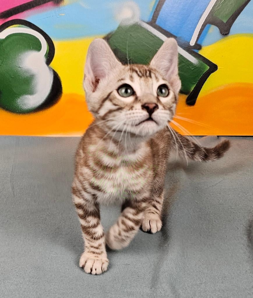 🇩🇪🇳🇱 Sneeuwbengaal Seal MINK met stamboom, voll. gevacci, Dieren en Toebehoren, Katten en Kittens | Raskatten | Korthaar, Kater