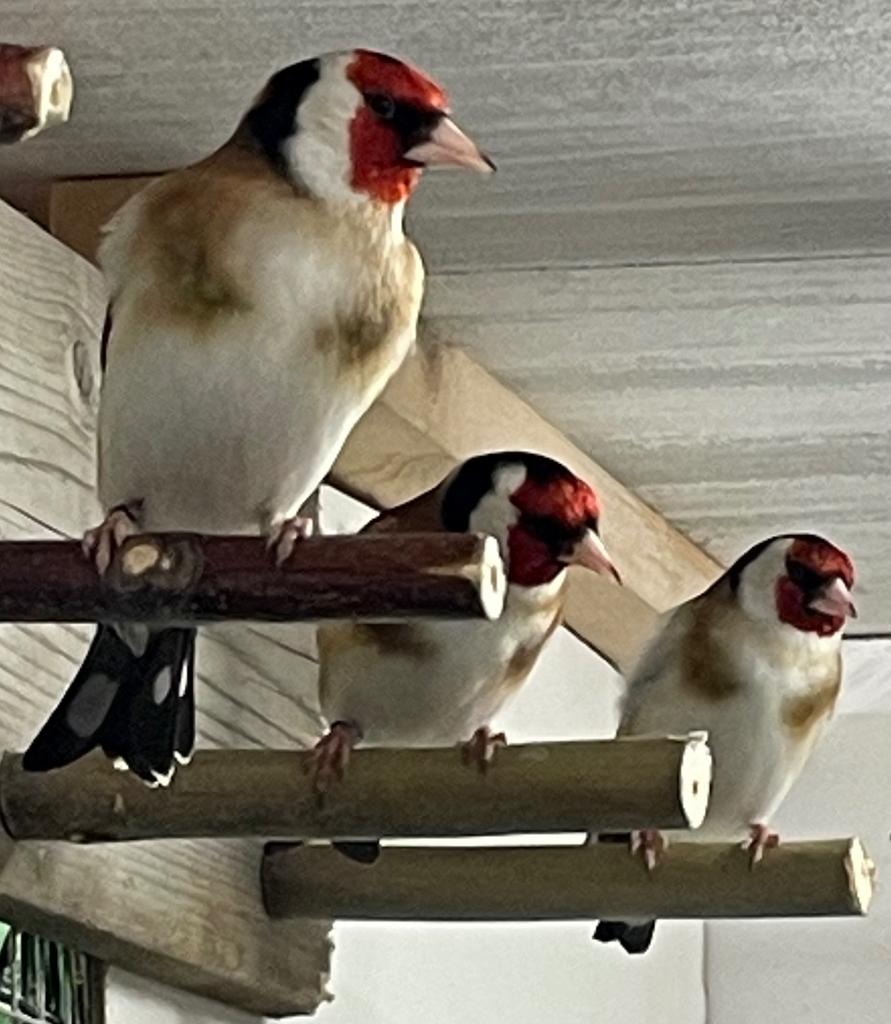 Te koop 3 wildkleur mannen majoor putters, Mannelijk, Wildzangvogel, Geringd