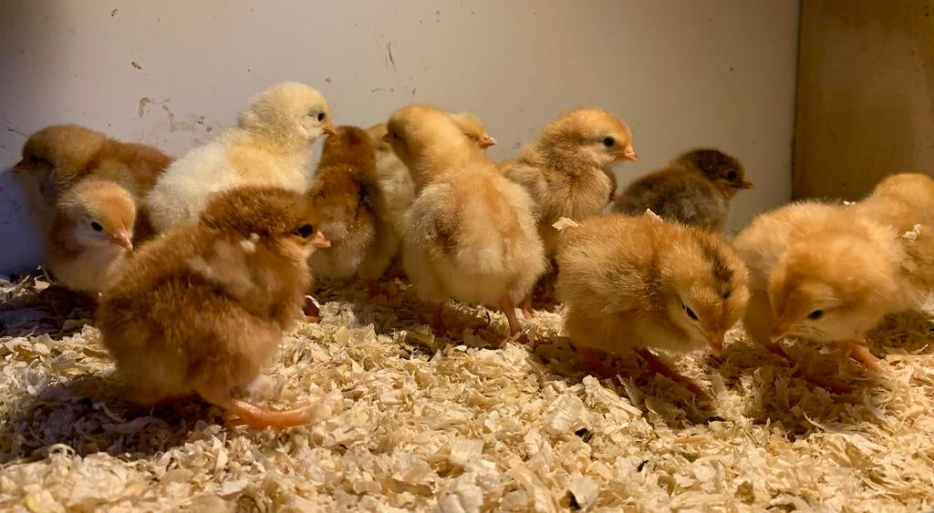 Broedservice, Dieren en Toebehoren, Geslacht onbekend, Kip