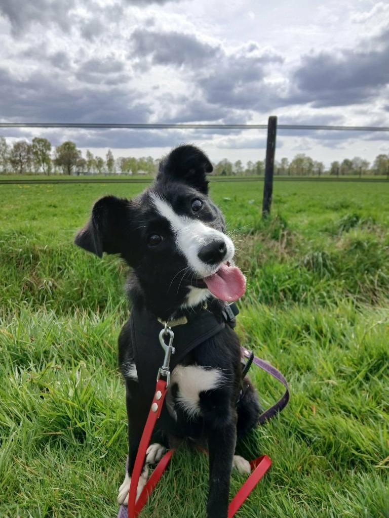Bonnie in nld gedumpt/afgedankt  op zoek naar nieuw tehuis, Dieren en Toebehoren, Honden | Niet-rashonden, Parvo, 15 weken tot 1 jaar