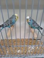 Koppel grasparkieten., Meerdere dieren, Parkiet