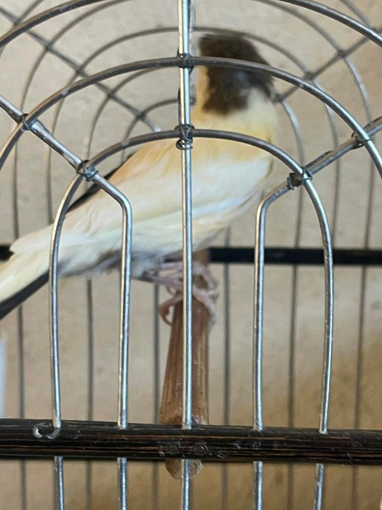 Harlekijn man met kooitje, Mannelijk, Kleurkanarie