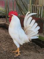 Witte leghorn haan, Dieren en Toebehoren, Mannelijk, Kip