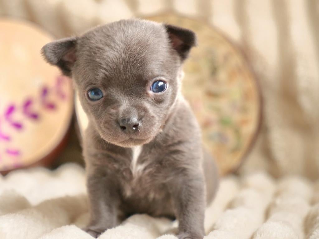 🌸 T-cup chihuahua teefje (502 gr.) Pup puppy 7 weken 🌸, 8 tot 15 weken, Teef, Parvo, Meerdere