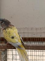 Tekoop bourks  bourkes  gezoomde wildkleur man en pop, Meerdere dieren, Parkiet