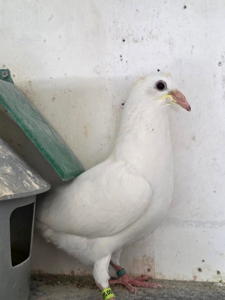 1 jonge witte postduif, Dieren en Toebehoren, Vogels | Duiven, Geslacht onbekend, Overige soorten
