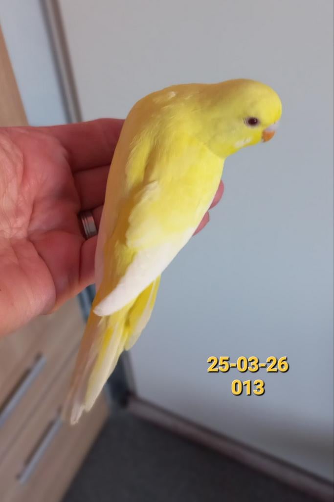 Ino, Dieren en Toebehoren, Geslacht onbekend, Parkiet, Geringd