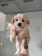 Nog 1 lief Maltipoo reutje, Reu, 8 tot 15 weken, Eén hond, Klein
