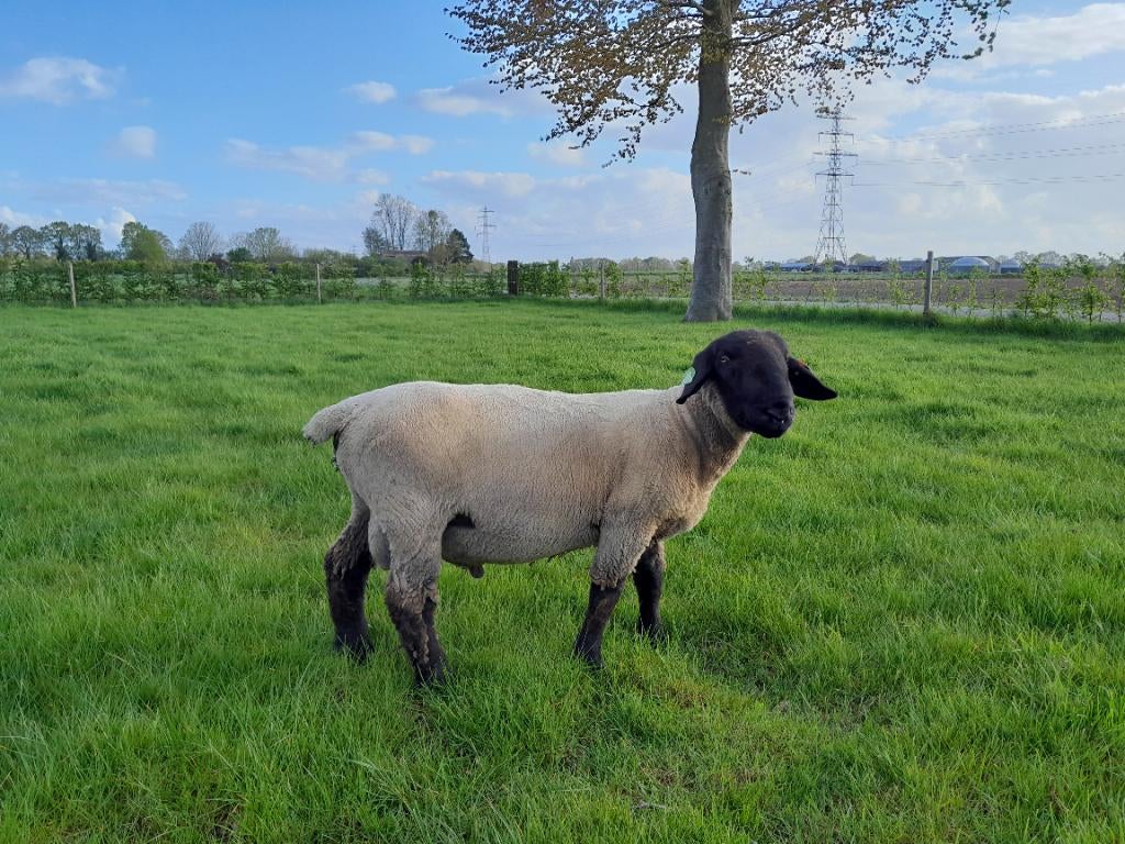 Suffolk dekram, Mannelijk, Schaap, 0 tot 2 jaar