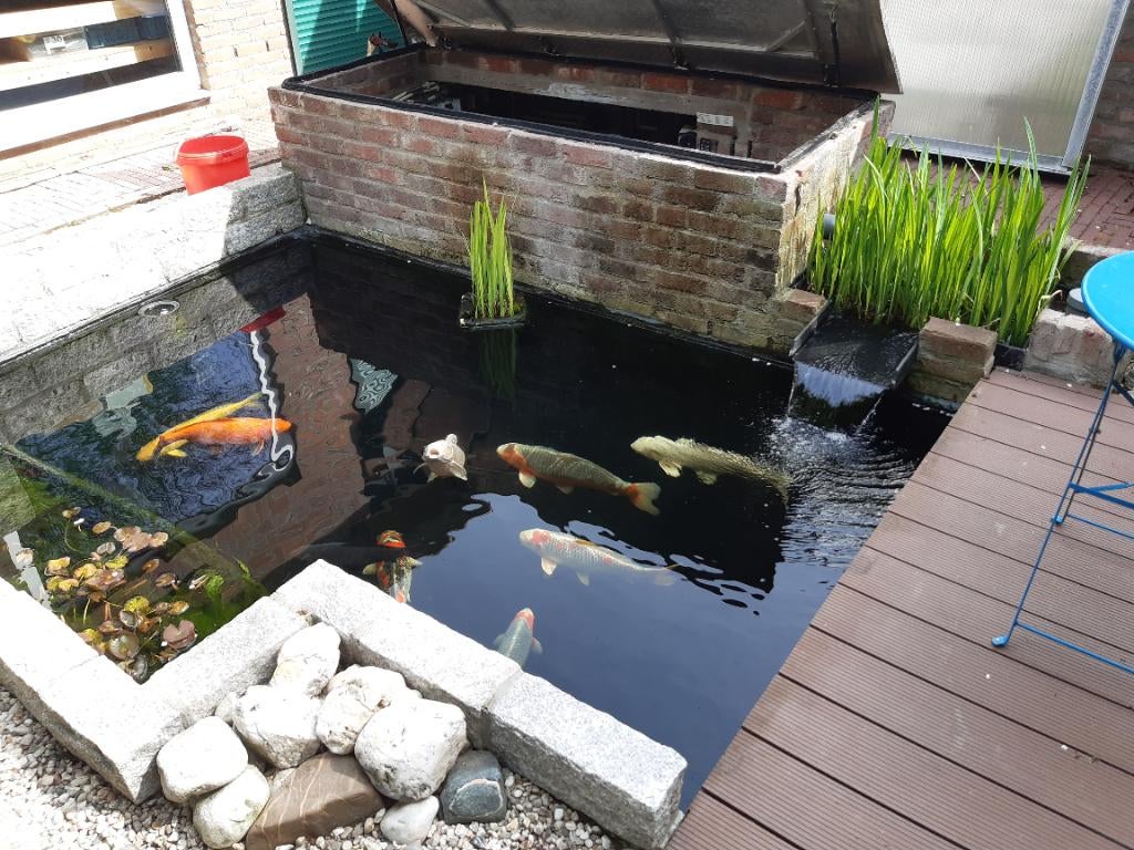 Complete koivijver, Dieren en Toebehoren, Vissen | Vijvervissen, Karper of Koi