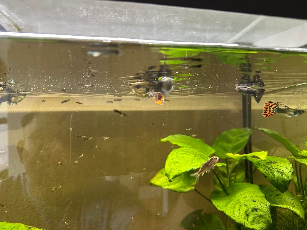 Jonge guppen aangeboden (blauw,paars), Dieren en Toebehoren, Vissen | Aquariumvissen, Vis, Zoetwatervis, Schoolvis