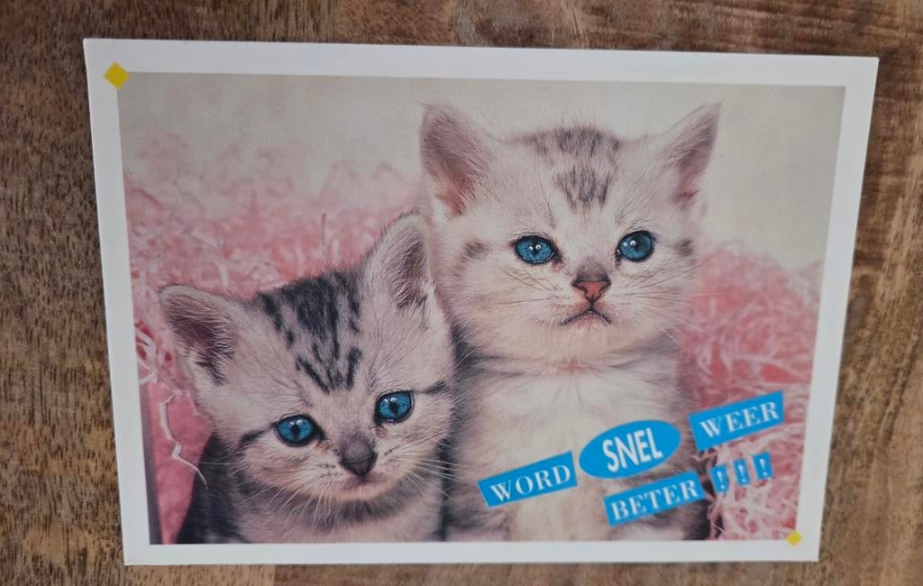 Twee kittens - Word snel beter!, Verzenden, Gelopen, Hond of Kat